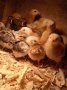 Петлета Брезе на различна възраст-различни цветове  и пилета снасящи синьо -зелени яйца, снимка 1 - други­ - 38958747