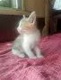 Търся дом на котенцата от снимките - 3 женски, снимка 6