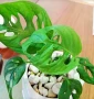 Вкоренени резници на Monstera monkey, снимка 1