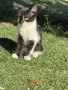 Мъжко пухкаво коте на 4 месеца , снимка 4