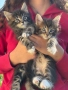 Котенца Мейн Куун, снимка 2