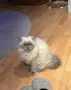 Мъжки котарак за Разплод, снимка 4