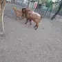 Продавам   пръч, снимка 4