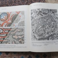 Atlas de las Estructuras Microscopicas y Ultramicroscopicas de las Celulas, Tejidos y Organos, снимка 8 - Специализирана литература - 40531252