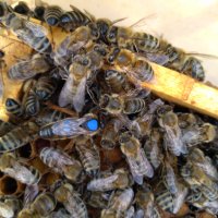Пчелни майки и отводки сезон 2024 , снимка 5 - Други животни - 31646927
