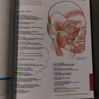An Introductory Guide to Anatomy & Physiology, снимка 3 - Специализирана литература - 35404101