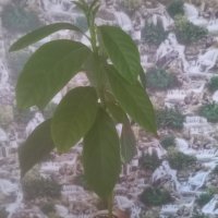 Био авокадо с три разклонения, снимка 6 - Стайни растения - 39690464