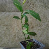 Мандарини цитрусови млади дръвчета плододаващи , снимка 3 - Стайни растения - 39726250