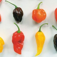 Семена от шестте най-лютите чушки на планетата : 1. Каролина Рийпър (Carolina Reaper) Средна лютивин, снимка 10 - Оранжерии - 31175677