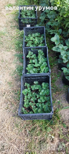 Разсад ягоди , снимка 1