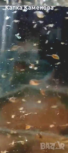 Дафния магна. Стартова култура. , снимка 1