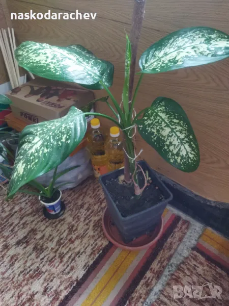 Дифенбахия стайно цвете , снимка 1