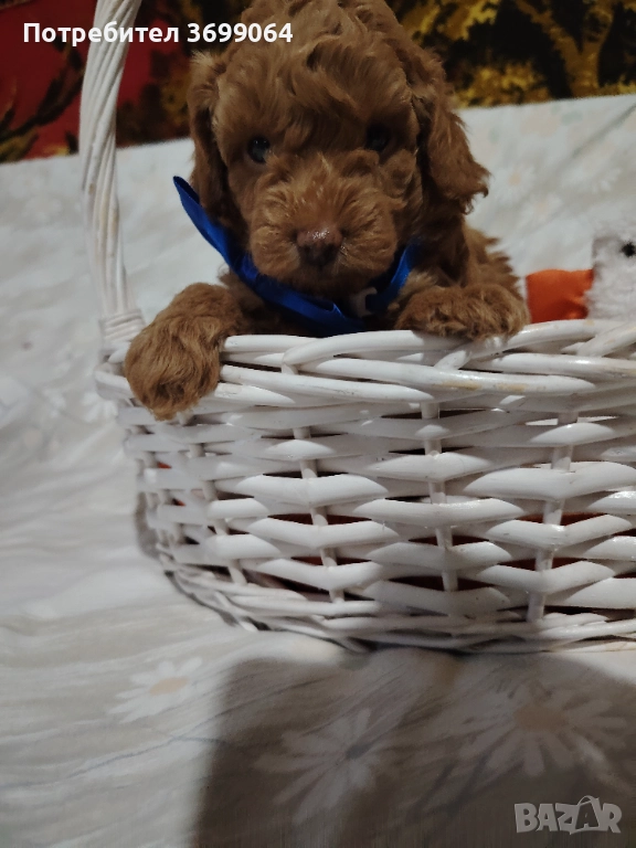Мини пудел, снимка 1