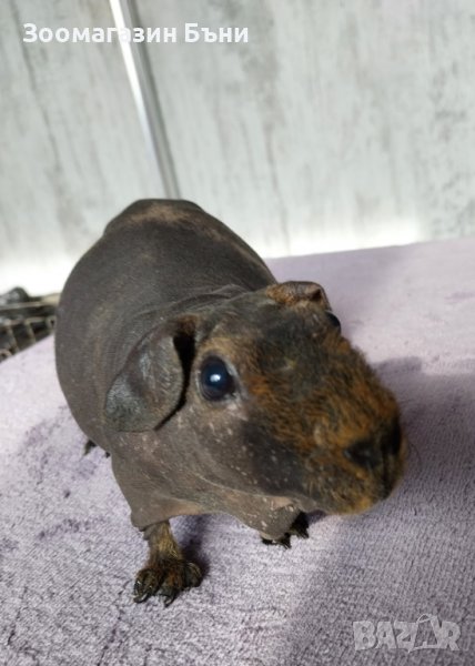 Skinny pig , Голи морски свинчета, снимка 1