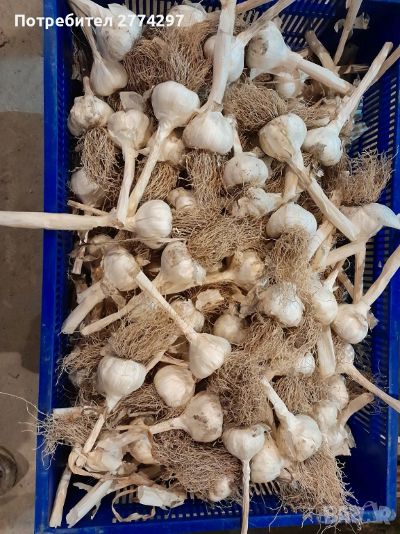 ЛетеН Чесън, снимка 1