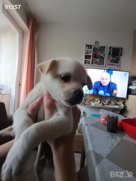 Чихопинчер , снимка 1