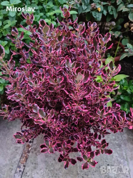 Копросма (Coprosma 'Eclipse'), снимка 1
