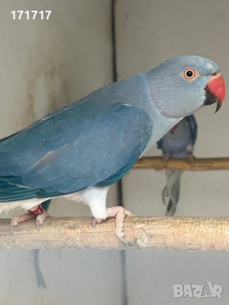 Малък Александър, снимка 1