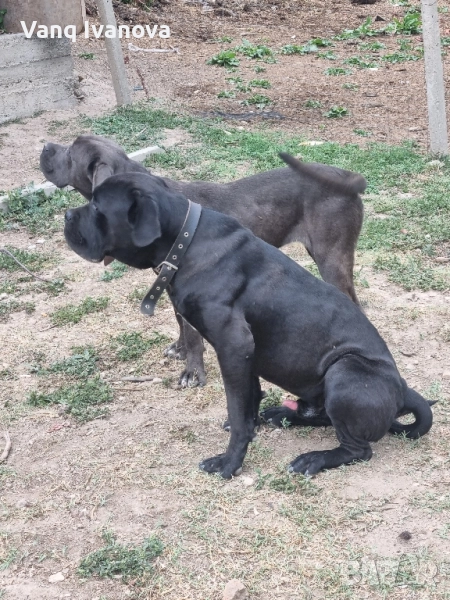 Кане корсо, снимка 1