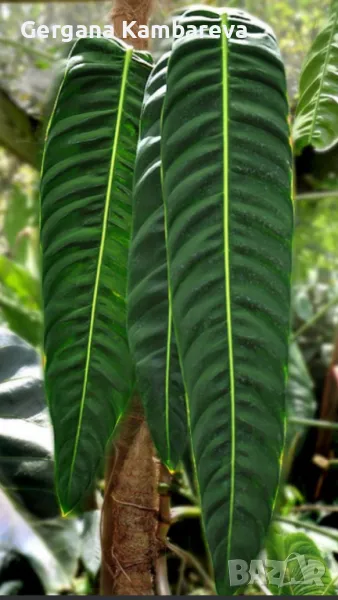 Philodendron Patriciae , снимка 1