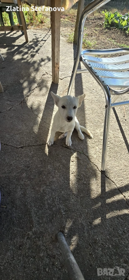 „Дом. Семейство, снимка 1