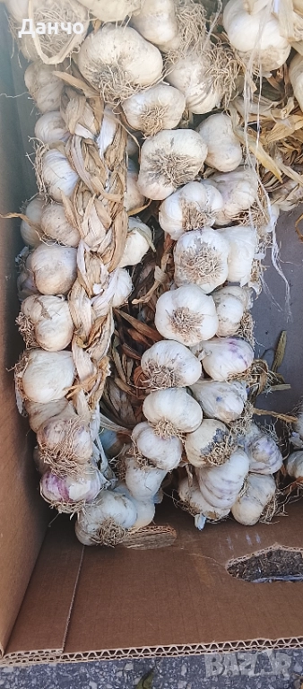 Продавам разсад-ягоди малини лозе алое Вера маруля стари сортовете семена картофи и де, снимка 1