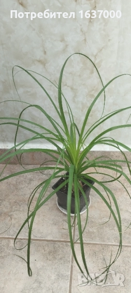 Нолина, снимка 1