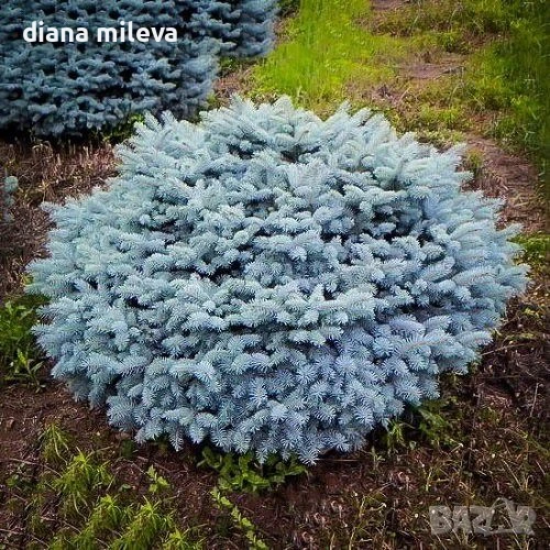Кълбовиден сребрист смърч, Picea pungens Blaukissen, снимка 1