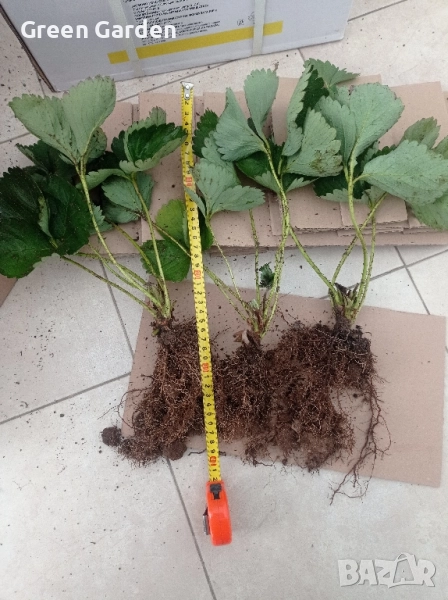 Ягоди на гол корен 0.50 ст., снимка 1