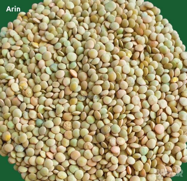 Ситна леща, снимка 1