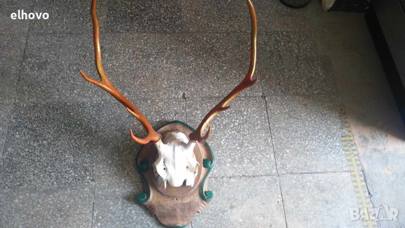 Еленови рога с череп, снимка 1