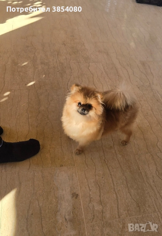 Мини Померан , снимка 1