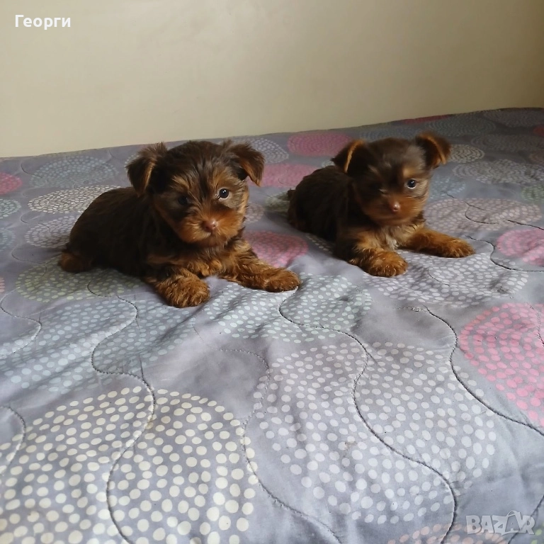  Малки кученца, снимка 1