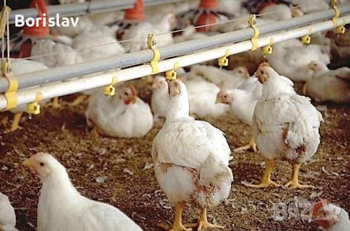 Бройлери за клане Ивански, снимка 1