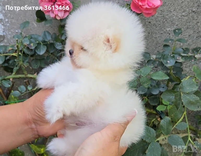 Baby face teacup ,мини померан чистокръвни мъжки и женски , снимка 1