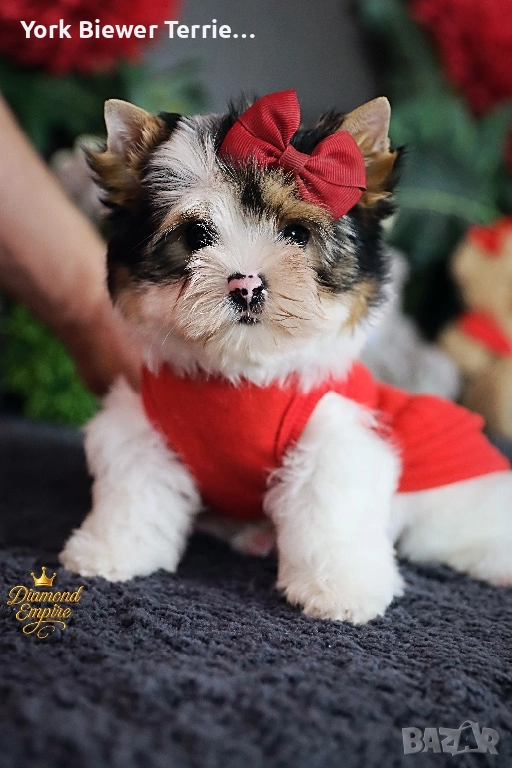 Йорки! Розкошни кученцата с родословие за деца и възрастни! , снимка 1