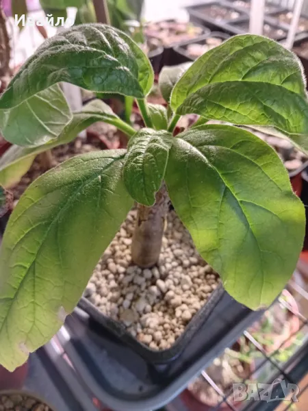 Sesamothamnus busseanus, снимка 1