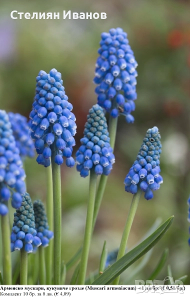 Арменско мускари, кукувиче грозде (Muscari armeniacum) – луковици, снимка 1