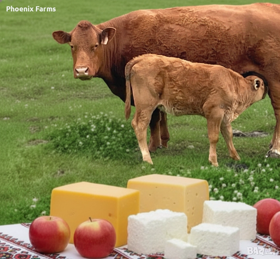 Кашкавал Витоша и зряло сирене , снимка 1