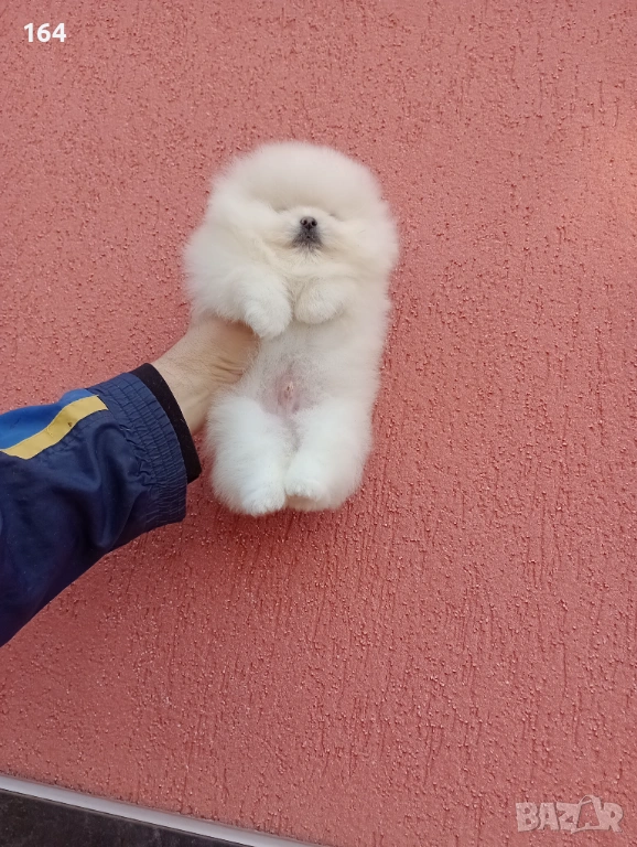 Мъжки бял Померан. Реални снимки от 06.01.26 г.  , снимка 1