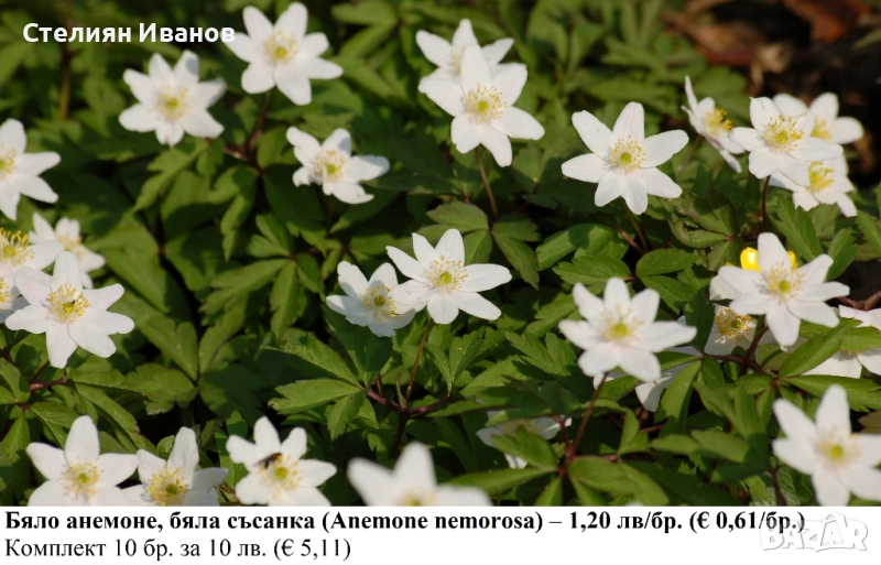 Бяло анемоне, бяла съсанка (Anemone nemorosa) –  коренище, снимка 1
