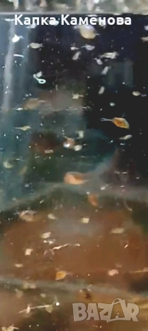 Дафния магна. Стартова култура. 