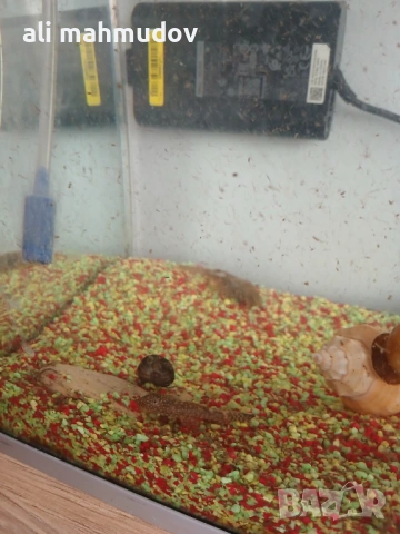 Аквариуми и рибки, снимка 3 - Рибки - 54091879