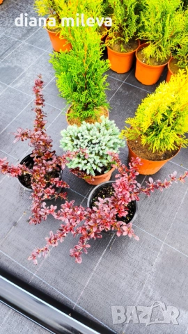 Промо пакет от 5 бр студоустойчиви растения!, снимка 2 - Градински цветя и растения - 51431387
