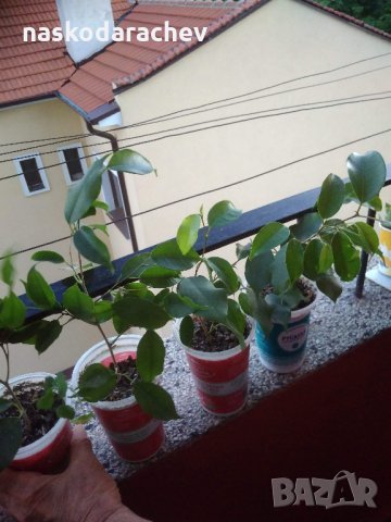 Фикус Бенджамина ( Ficus benjamina ) , снимка 2 - Стайни растения - 29520145