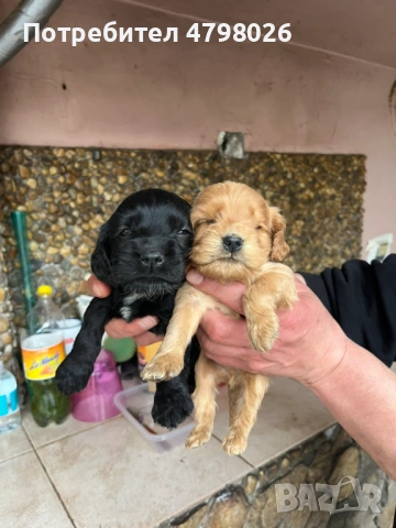 Малки кучета