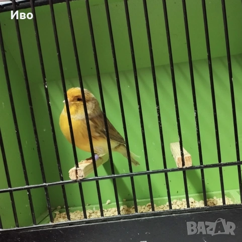 Глостери , снимка 2 - Канари - 53037062