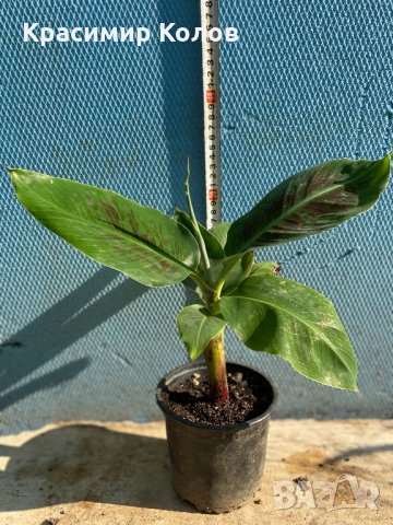 Банан ядлив джудже, Musa acuminata 'Dwarf Cavendish', растения