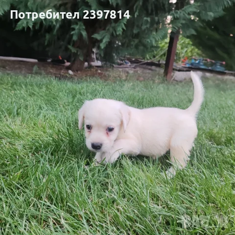 Лабрадор ретривър , снимка 2 - Лабрадор ретривър - 55743243