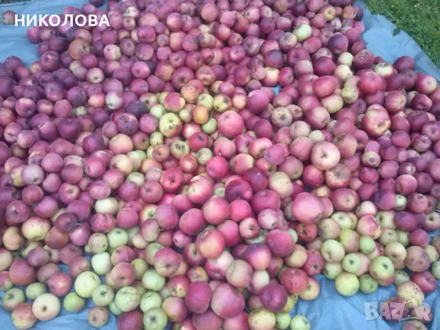 ЯБЪЛКОВ ОЦЕТ - 5.50 лв., снимка 2 - Домашни напитки - 49252793